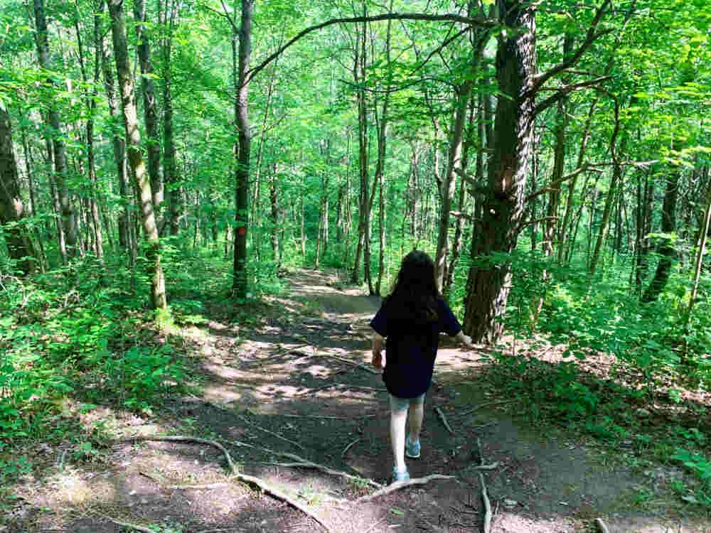 Dirt and rock walking path through the woods