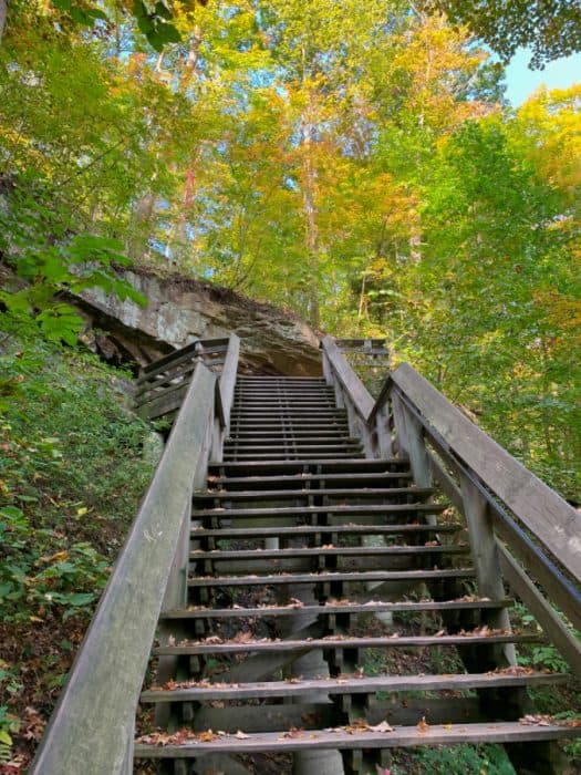 Steep wooden steps surrounded by green and orange trees