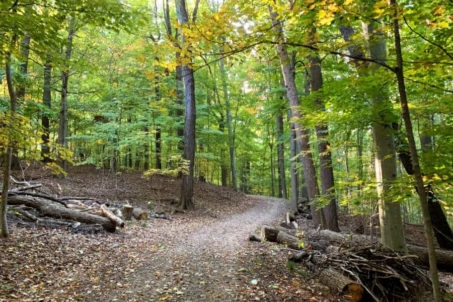Walking trail through a park
