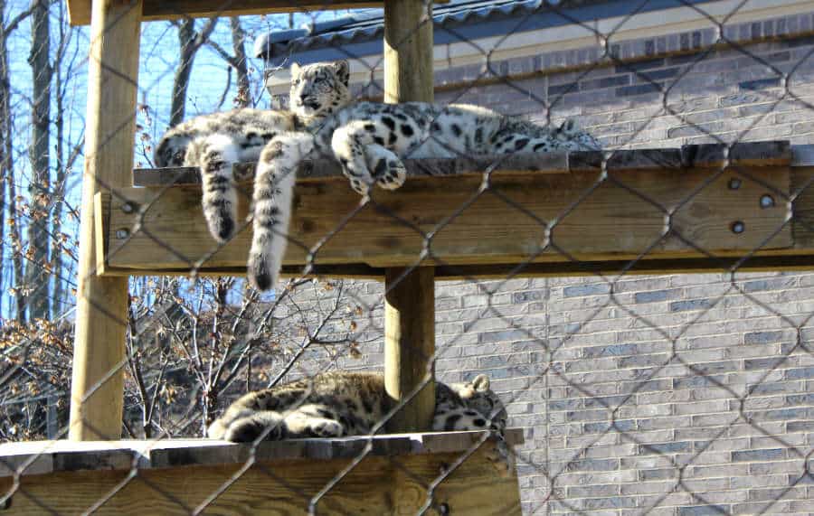 Tigers sitting on a wooden post at the Cleveland Zoo